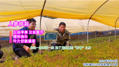 出苗率高 出苗整齊 植株強(qiáng)壯 葉片舒展健康:吉林省白山市撫松縣大方村（2021年5月）