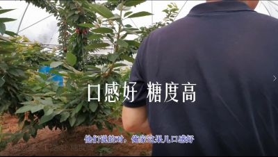 口感好 糖度高:露地櫻桃