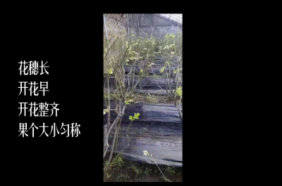 花穗長 開花早 開花整齊 果個大小勻稱:丹東市古樓子鎮(zhèn)蒲石河村(2021年2月)