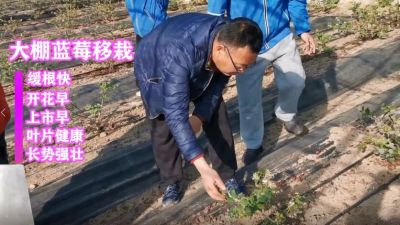 緩根快 開花早 上市早 葉片健康 長勢強壯:莊河市仙人洞鎮(zhèn)冰峪溝村藍莓移栽(2021年1月)