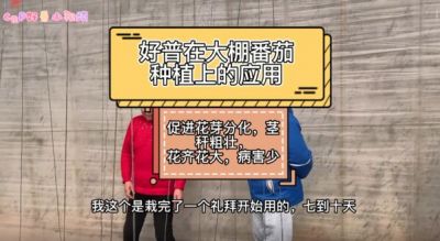 促進(jìn)花芽分化、花齊花大、病害少:大連市華家街道金星村(2022.2.18)