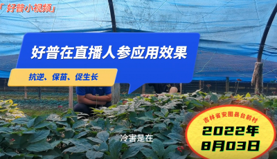 抗逆、保苗、促生長(zhǎng)：吉林安圖縣人參（2022.8.3）