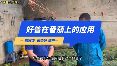 病害少、長勢好：大連市金州區(qū)華家街道番茄（2022.10.10）