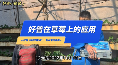 葉綠素含量高、抗病：東港市馬家店鎮(zhèn)草莓（2022.10.12）