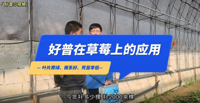 葉片厚綠、根系好、死苗率低：莊河市仙人洞鎮(zhèn)草莓（2022.11.1）