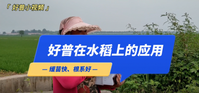 緩苗快、根系好：營(yíng)口市大石橋市后劉村水稻（2022.7.25）