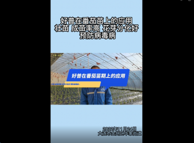 成苗率、花芽分化好、預防病毒?。捍筮B市金普新區(qū)華家街道番茄（2022.11.24）