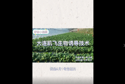 病害輕、成熟早、長勢好：東港市小甸子鎮(zhèn)草莓（2022.12.12）