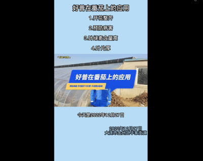 開花整齊、預(yù)防病害、葉綠素含量高、葉片厚：大連市金普新區(qū)華家街道（2022.12.28）