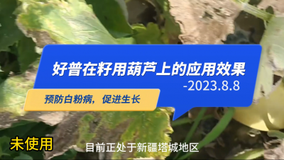 預(yù)防白粉病、促進(jìn)生長(zhǎng):新疆塔城市（2023.8.8）